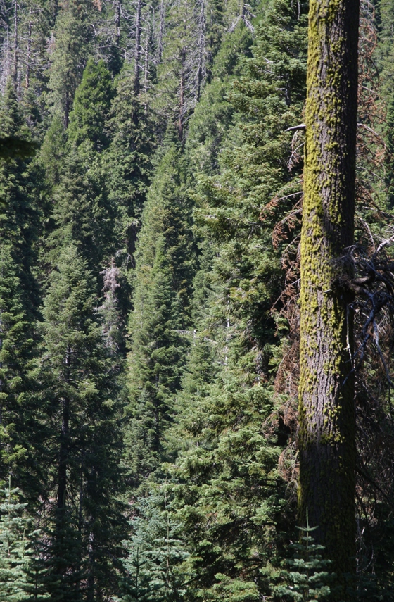 Sequoia National Forest